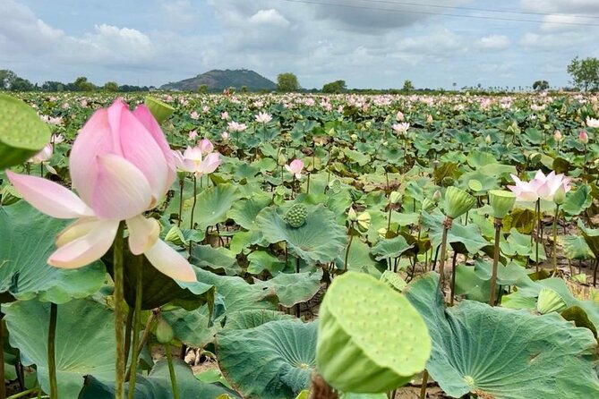 Rural Countryside Experience Tour in Siem Reap - Mushroom farming in rural Siem Reap