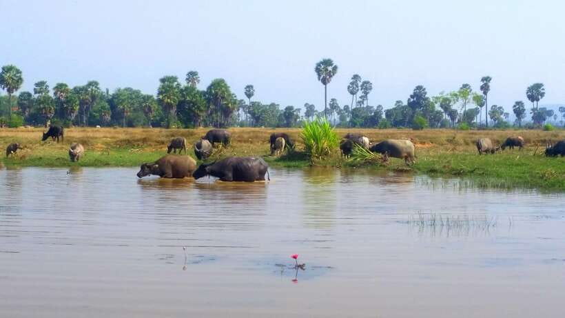 Siem Reap: 6-Hour Easy Rider Motorbike Tour - Safety, clothing, and practical comfort