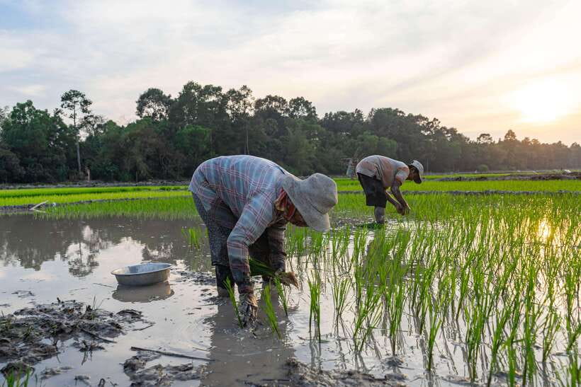 Siem Reap: Afternoon Cooking Class & Village Tour - Booking details and practical value