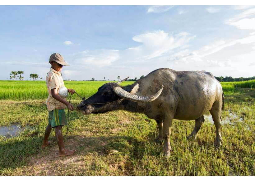 Siem Reap: Afternoon Cooking Class & Village Tour - Seeing village life beyond the city center