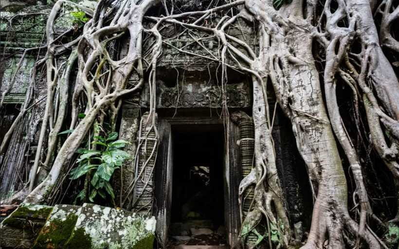Siem Reap: Angkor Temples Tour - Shared Tours tours guide - Ta Prohm, where trees meet the ruins