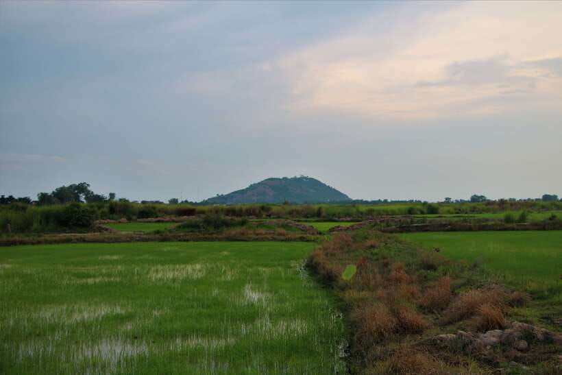 Siem Reap: Countryside Cycle and Local Village Life Tour - Rice fields and the Cambodian countryside