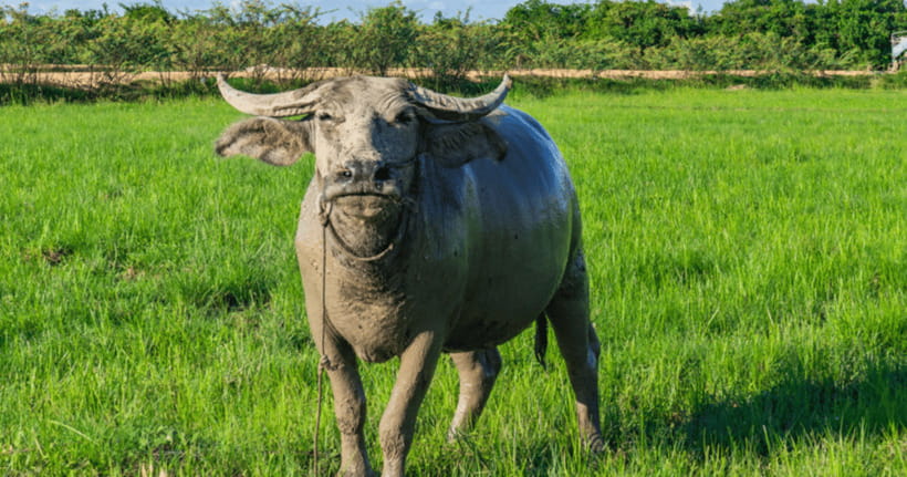 Siem Reap: Countryside Sunset Jeep Tour / SUV Available - Comfort, weather, and practical limits