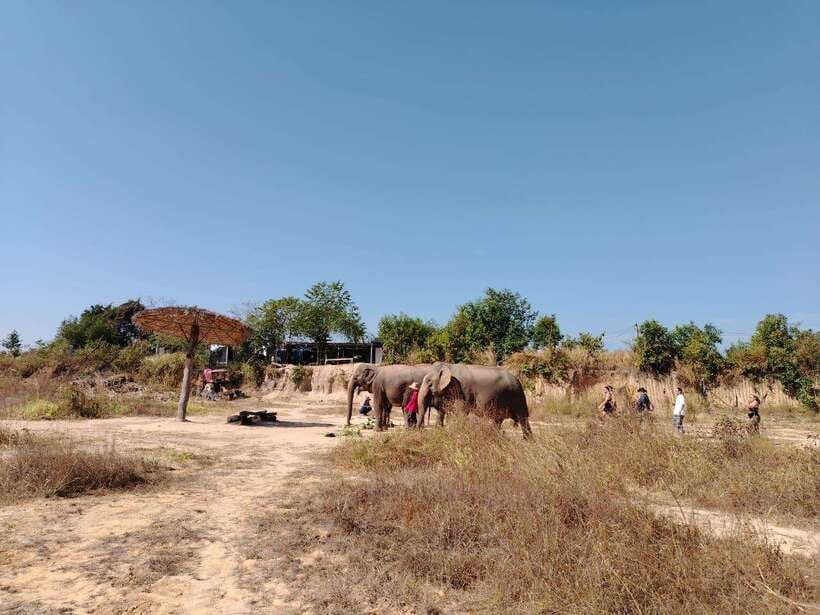 Siem Reap: Elephants & Apopo Rat Demining Private Trip - Key points at a glance