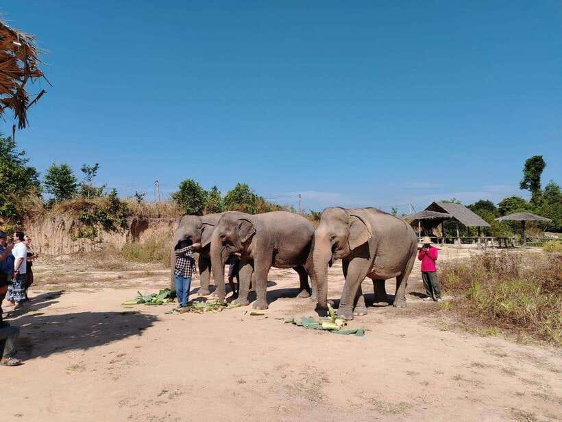 Siem Reap: Elephants & Apopo Rat Demining Private Trip - Why this pairing works so well in Siem Reap