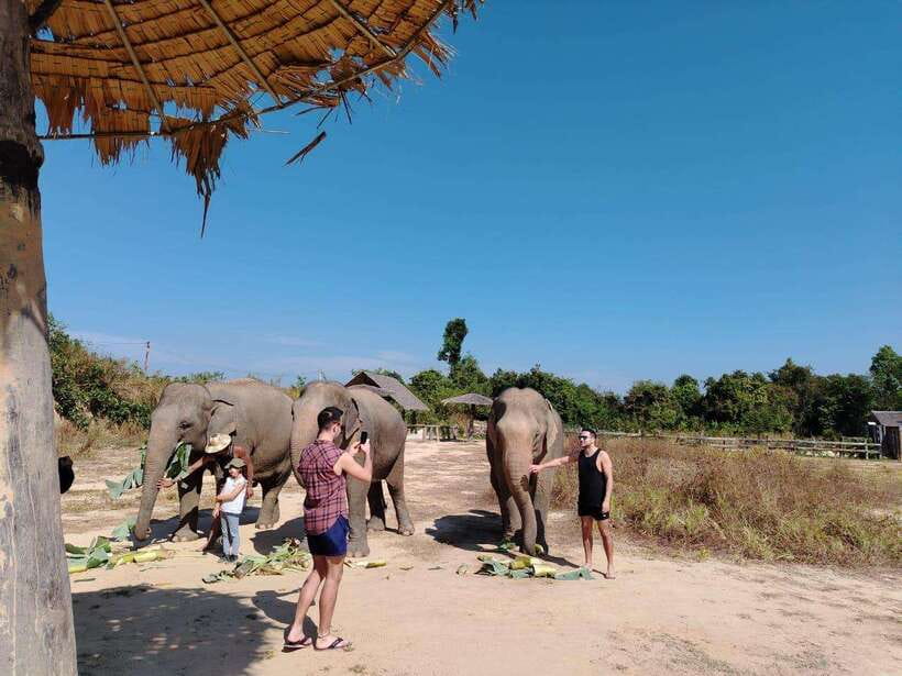 Siem Reap: Elephants & Apopo Rat Demining Private Trip - Morning or afternoon: which order is better?