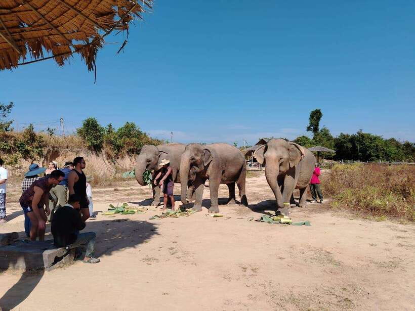 Siem Reap: Elephants & Apopo Rat Demining Private Trip - Transport, group size, and the small practical details