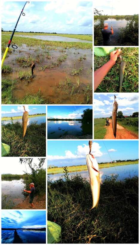 Siem Reap: Fishing in the rice fields, in the villages of Siem Reap - Finding water in the rice fields
