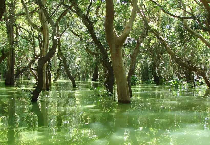 Siem Reap: Floating Village, Kampong Phluk Private Tour - Who should book this half-day outing