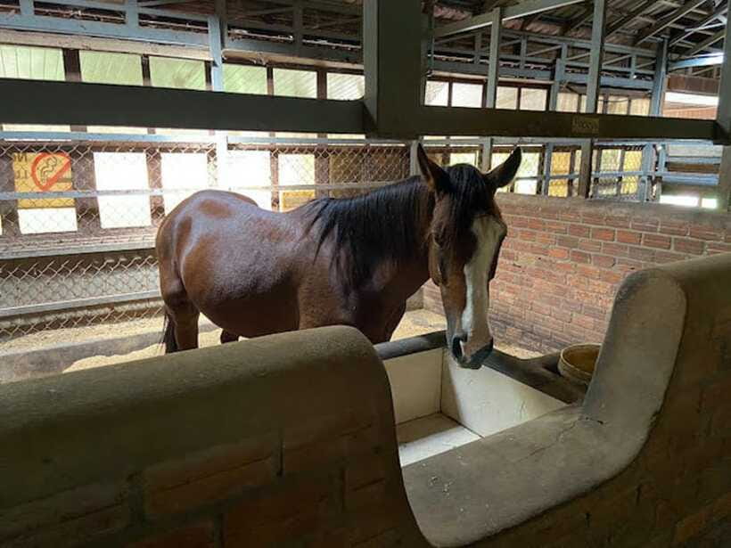 Siem Reap Happy Horse Riding Free Pick-up & Drop-off - What the $72 price covers