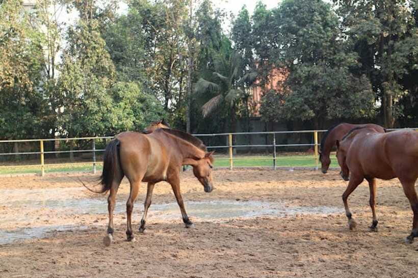 Siem Reap Happy Horse Riding Free Pick-up & Drop-off - Planning the ride around your day