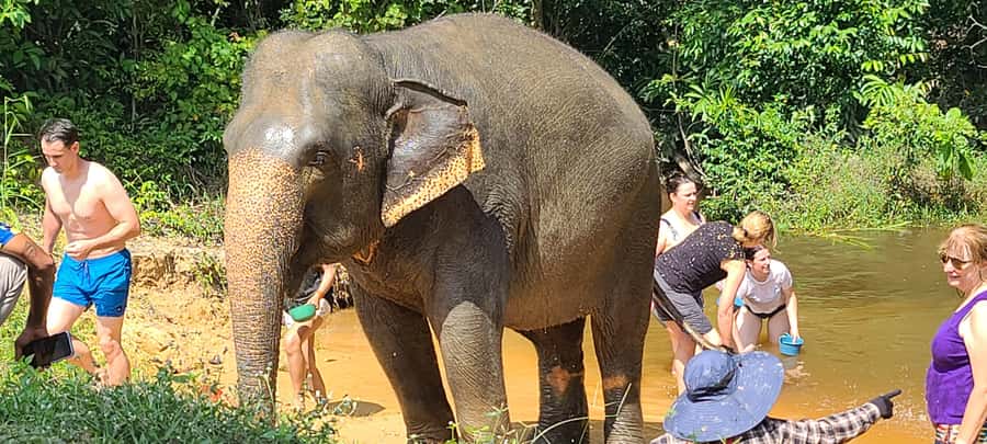 Siem Reap: Kulen Elephant Forest Guided Tour - Who will enjoy this elephant experience
