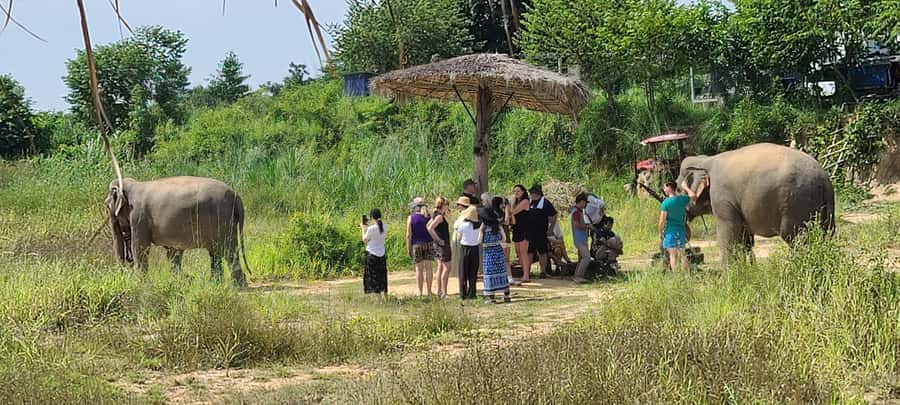 Siem Reap: Kulen Elephant Forest Guided Tour - Why the elephants are the real attraction