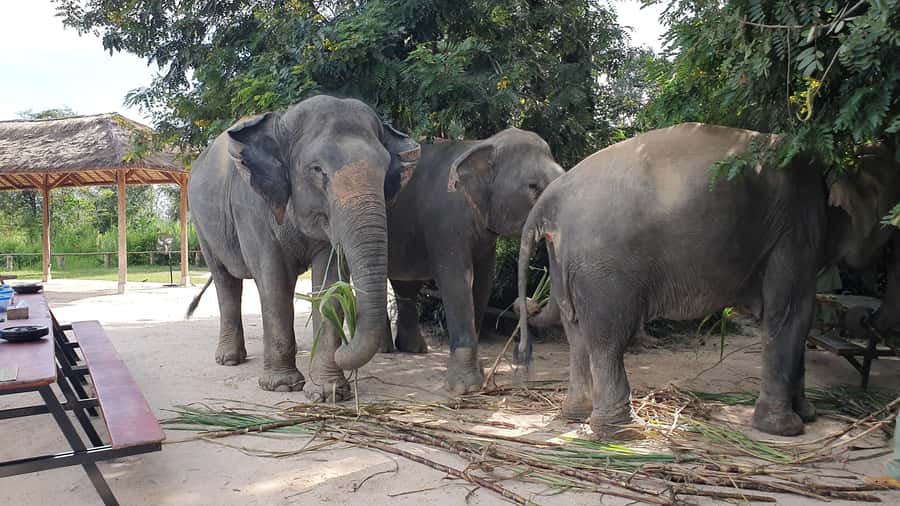 Siem Reap: Kulen Elephant Forest Guided Tour - The opening briefing and first feeding