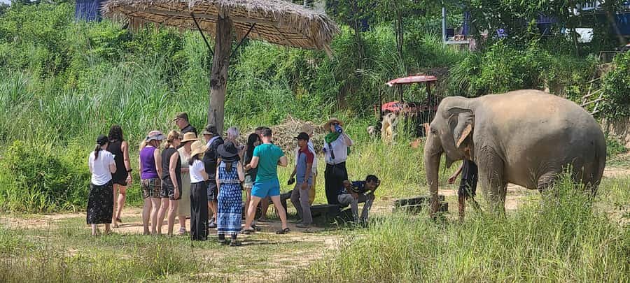 Siem Reap: Kulen Elephant Forest Guided Tour - The pond is where the pace slows down