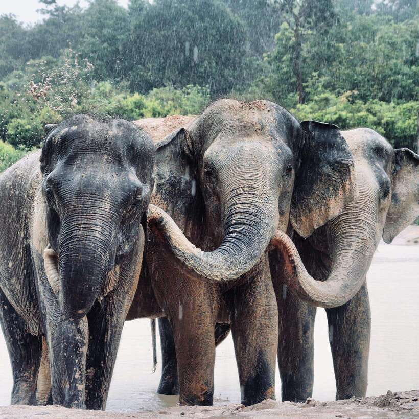Siem Reap: Kulen Elephant Forest & Tonlesap Lake - Key points to know before you book