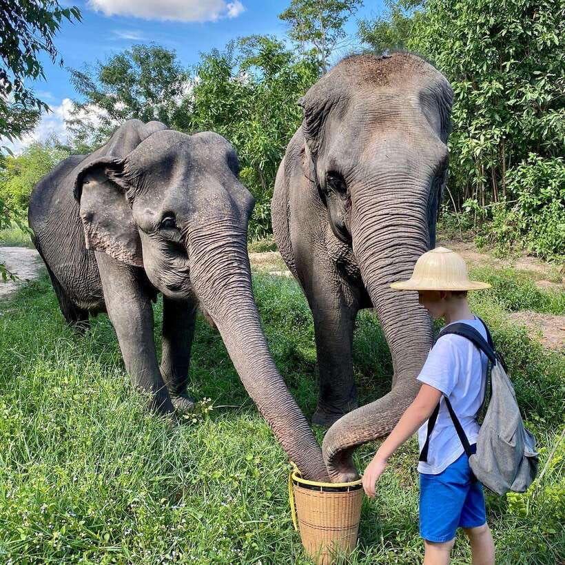 Siem Reap: Kulen Elephant Forest & Tonlesap Lake - Cancellation, language, and hotel pickup