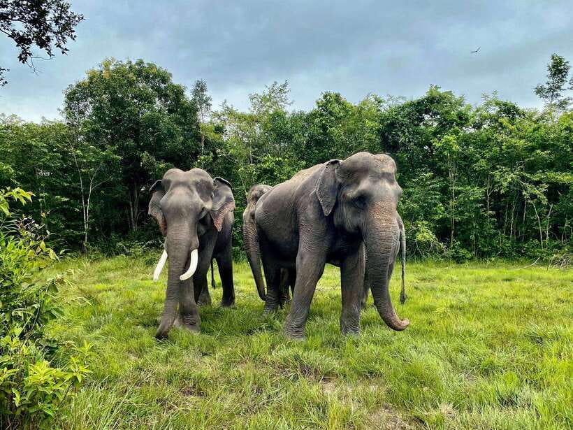 Siem Reap: Kulen Elephant Forest & Tonlesap Lake - Starting from Siem Reap and heading into the forest
