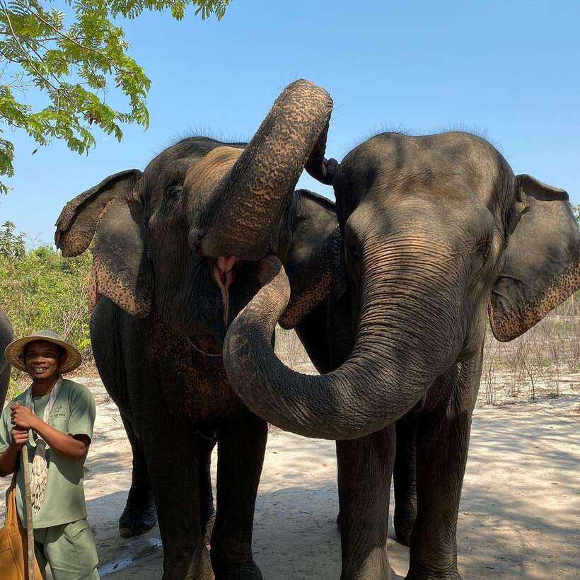 Siem Reap: Kulen Elephant Forest & Tonlesap Lake - The 2-kilometer jungle walk and waterfalls