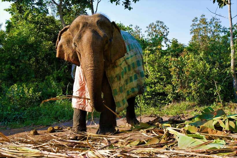 Siem Reap: Kulen Elephant Forest & Tonlesap Lake - From elephant forest to Tonle Sap Lake