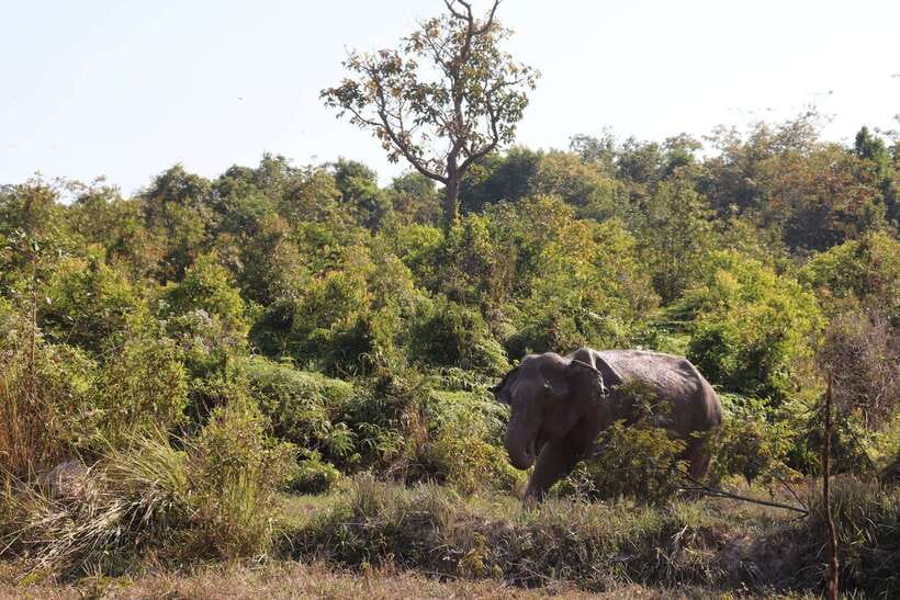 Siem Reap: Kulen Elephant Forest & Tonlesap Lake - The flooded forest canoe ride