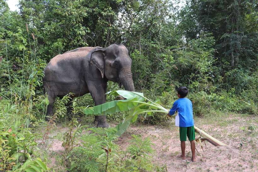 Siem Reap: Kulen Elephant Forest & Tonlesap Lake - What the $217 price really covers