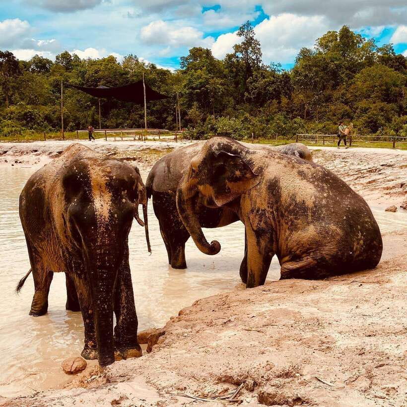 Siem Reap: Kulen Elephant Forest & Tonlesap Lake - Meeting the elephants at Kulen Elephant Forest