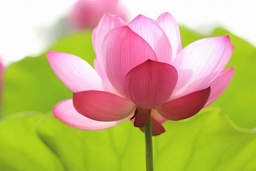 Siem Reap Lotus Silk Farm Discovery tour & Lake experience - The boat ride is the real highlight