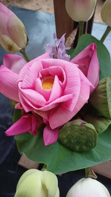 Siem Reap: Lotus Silk Farm- Tour, Lake & Masterclass - Key points to know before you book