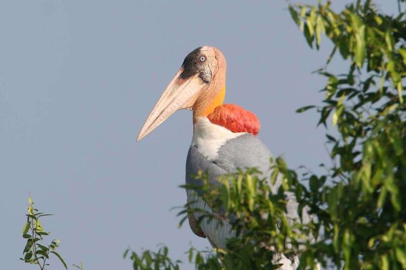 Siem Reap: Prek Toal Tonle Sap Biosphere Reserve Tour - Why Prek Toal matters on a Siem Reap trip