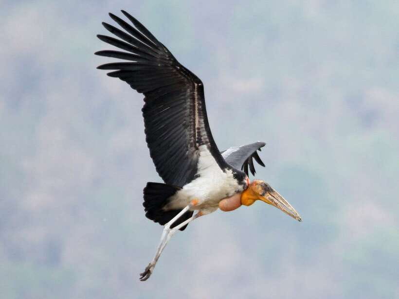 Siem Reap: Prek Toal Tonle Sap Biosphere Reserve Tour - One hour by river boat to the Great Lake