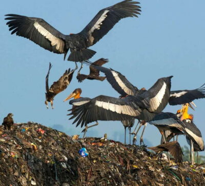Prek Toal Tonle Sap Biosphere Reserve Tour