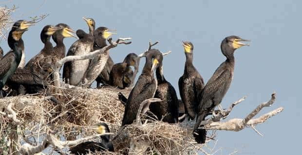 Siem Reap: Prek Toal Tonle Sap Biosphere Reserve Tour - Four hours in the Prek Toal reserve