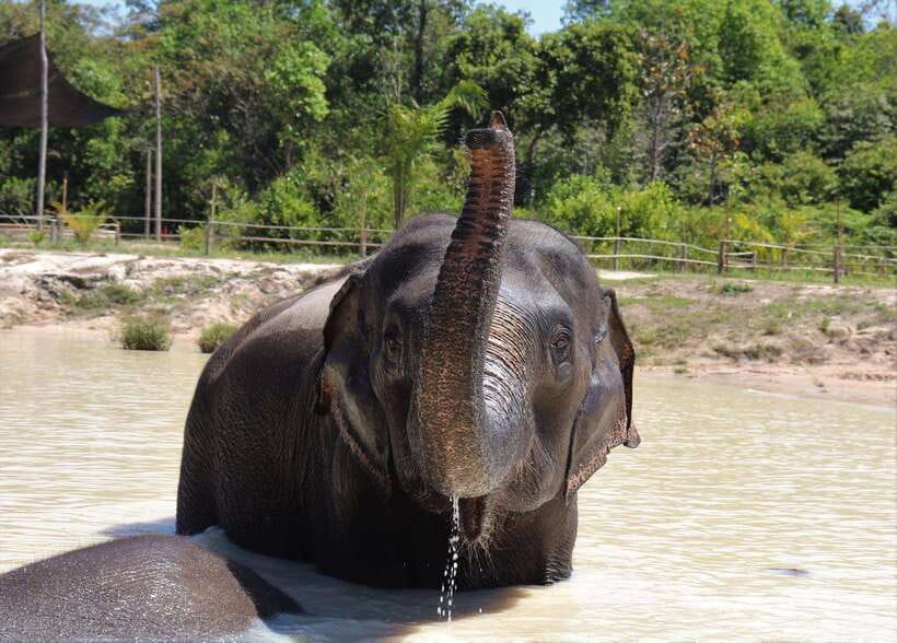Siem Reap: Small Group Tour of Kulen Elephant Forest - Why this elephant visit feels different