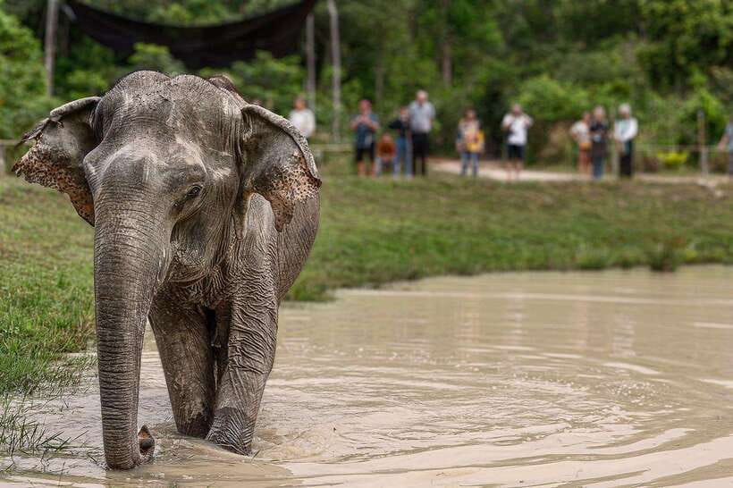 Siem Reap: Small Group Tour of Kulen Elephant Forest - Watching pond time and forest behavior