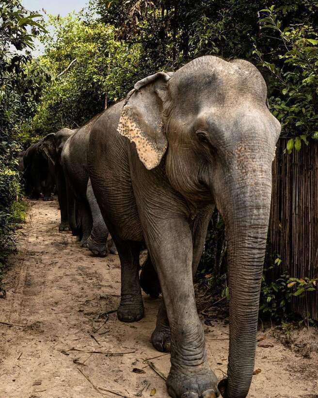 Siem Reap: Small Group Tour of Kulen Elephant Forest - Is $112 per person fair value?