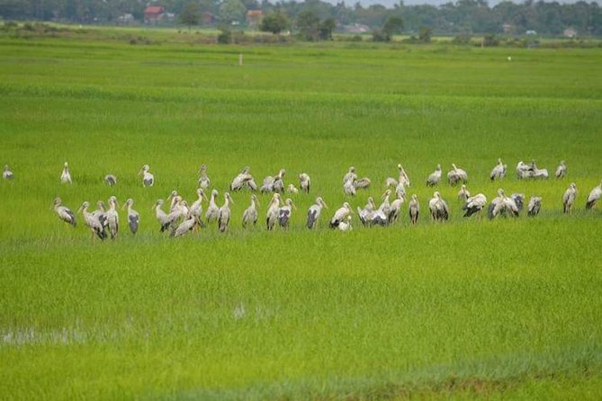 Tuk Tuk Journey: Exploring Rural Life and Silk Farm Craftsmanship - A Short Stop at វត្តខ្នាតរង្សី